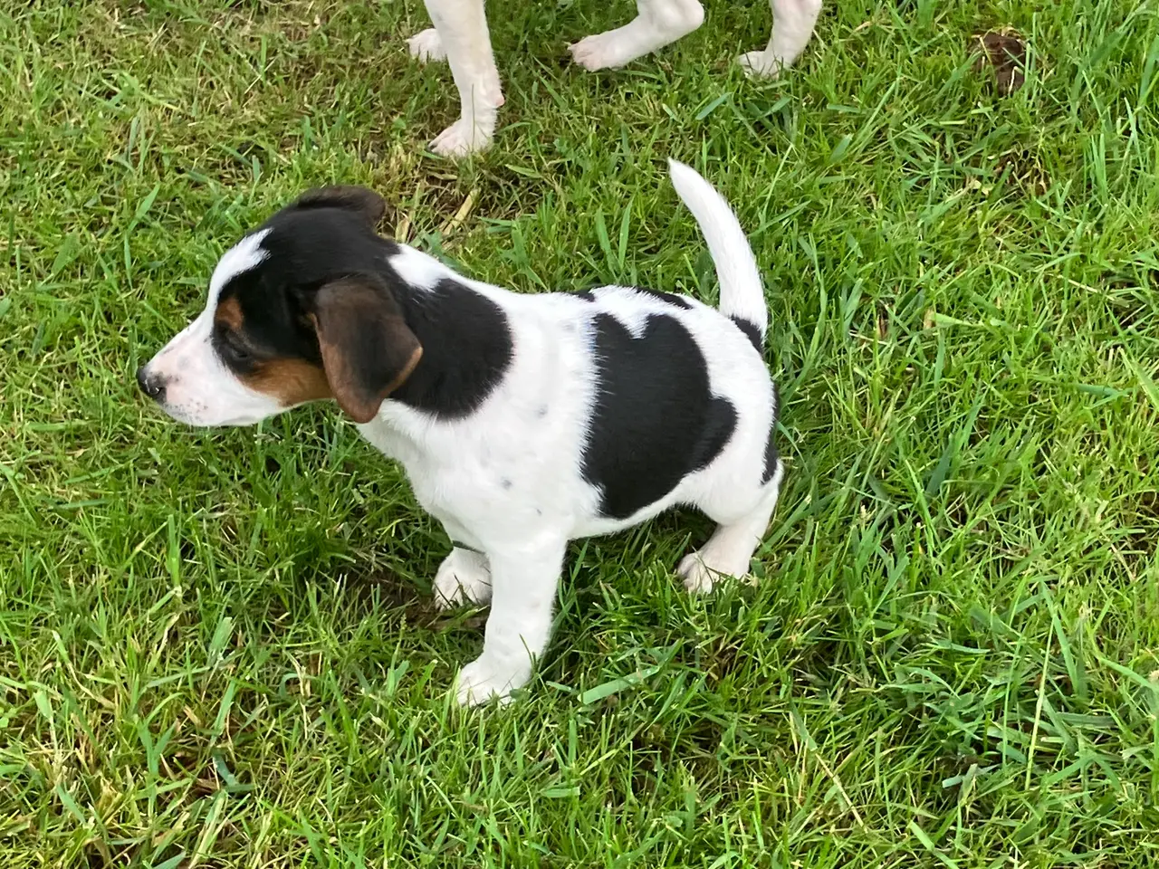 Billede 2 - Dansksvensk gårdhundehvalpe