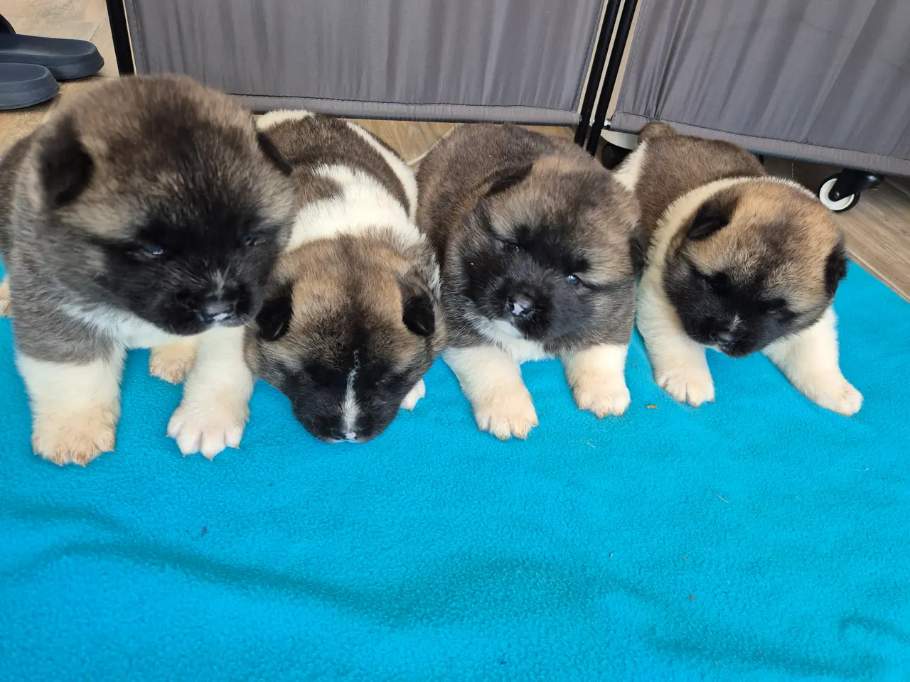 Billede 4 - Hundehvalpe American Akita 💙💙💙🩷