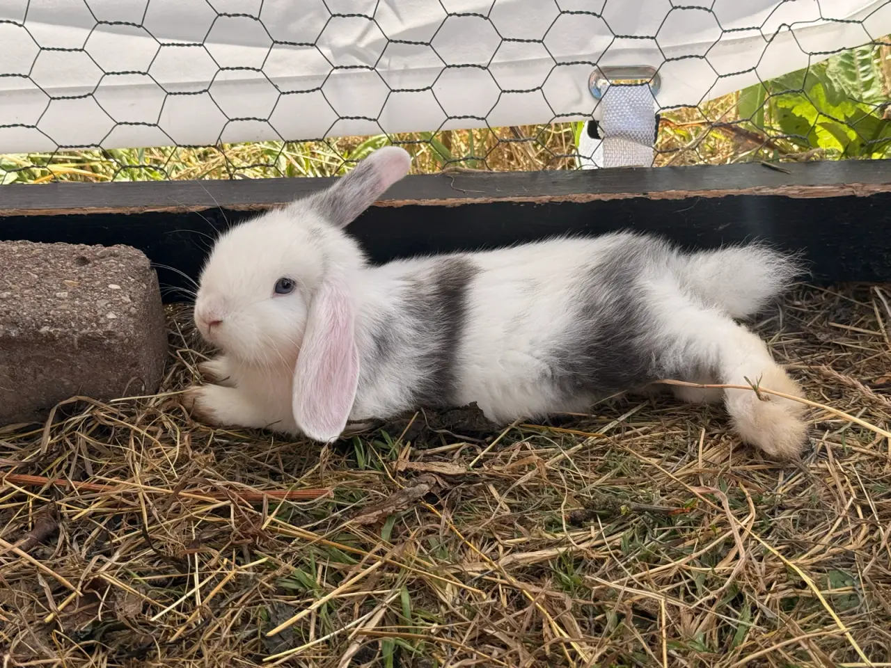 Billede 5 - Mini Lop kaninunge på 8 uger