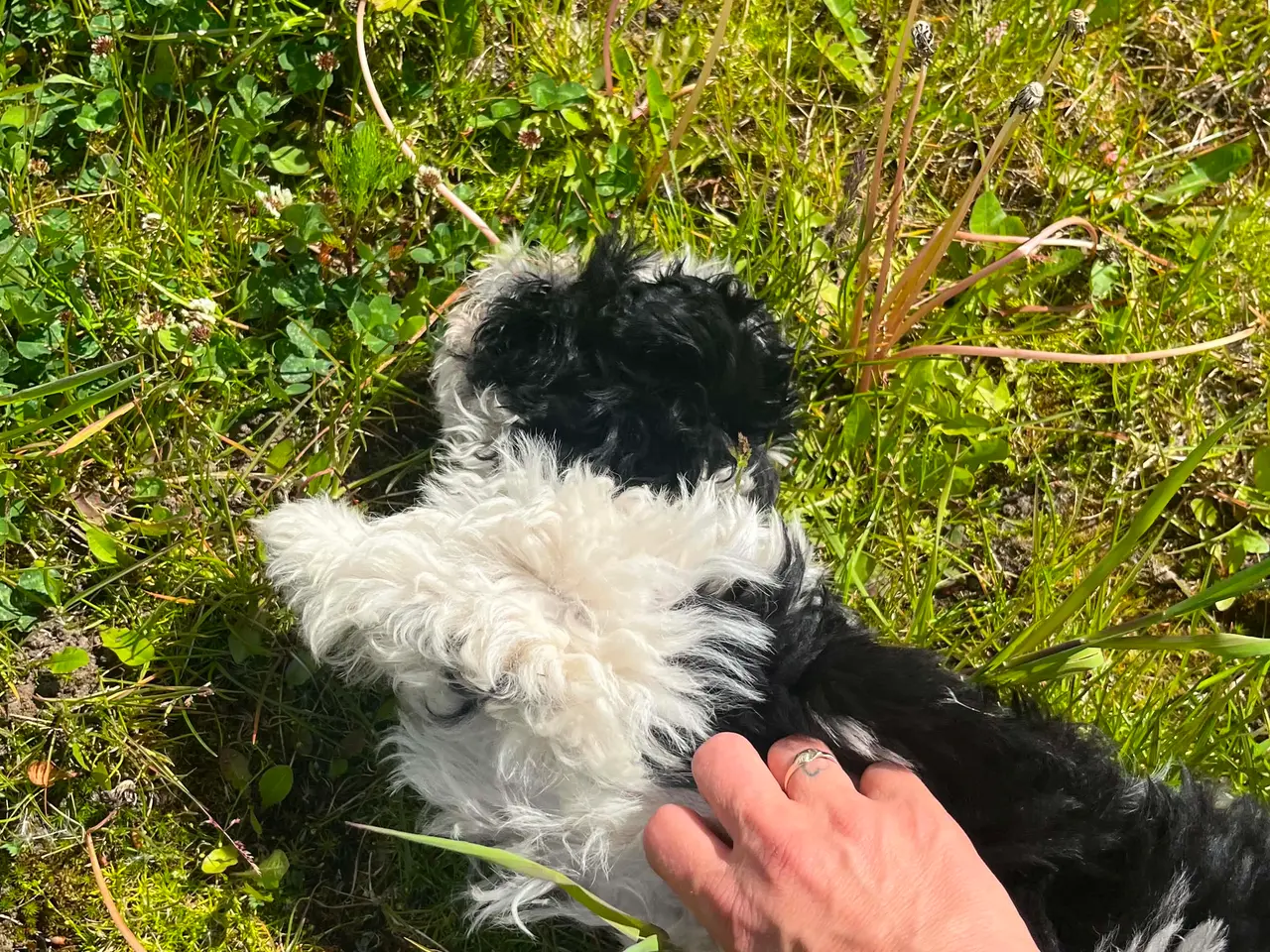 Billede 4 - Shih Tzu hvalpe