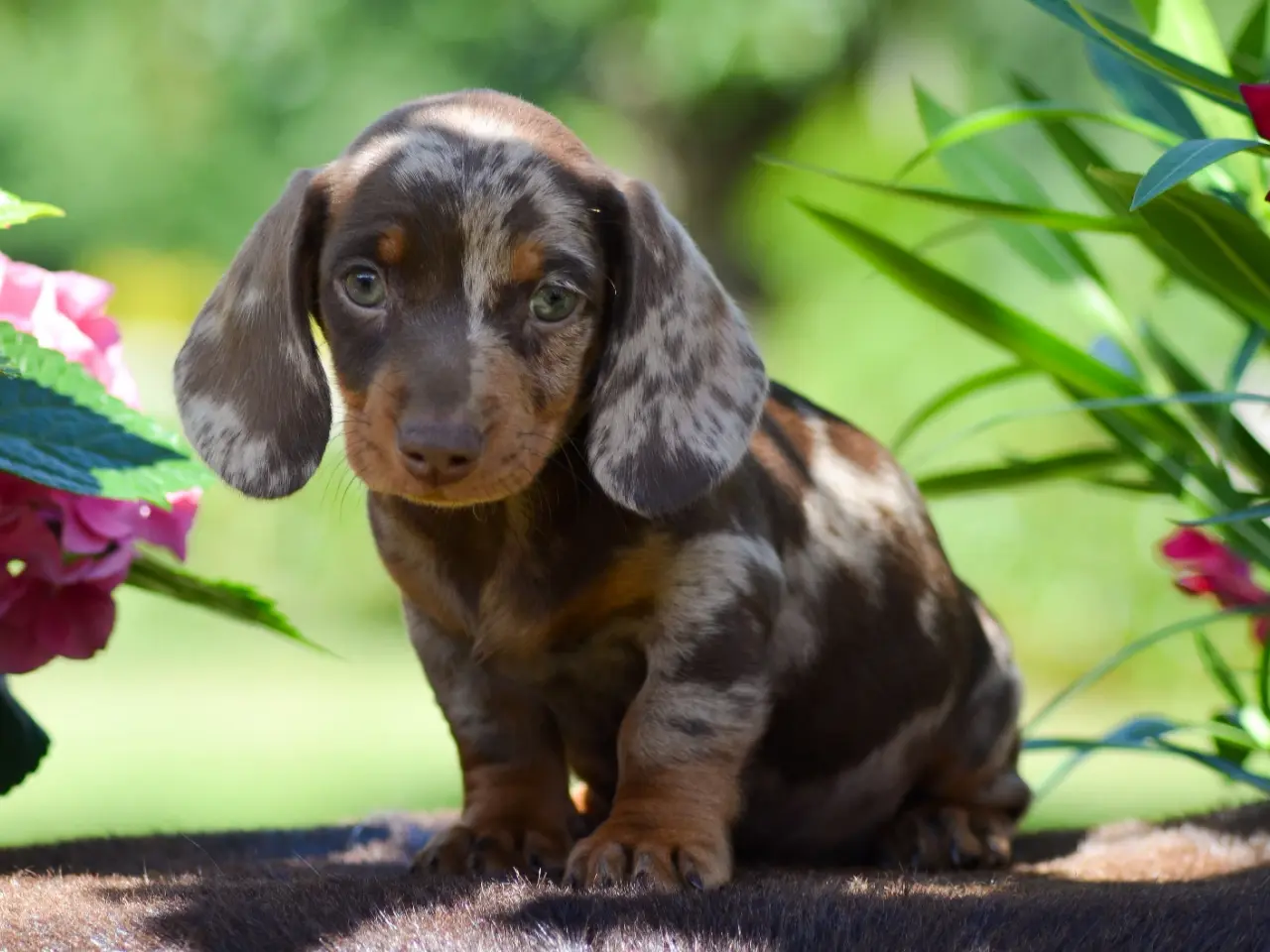 Billede 4 - Miniature Gravhund - Chocolate Tan Merle hanhvalp