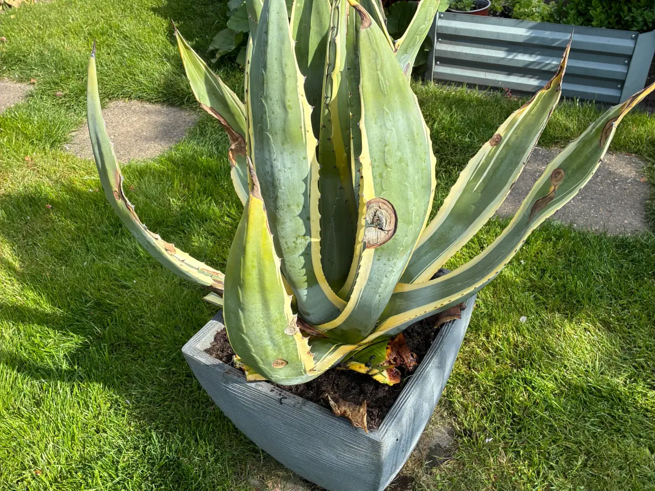 Billede 2 - Agave Americana og Mamut blad