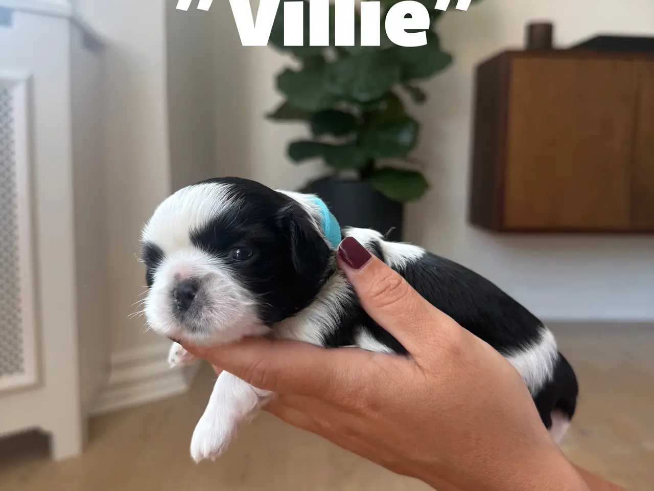 Billede 4 - Shih Tzu-hvalpe søger nyt hjem