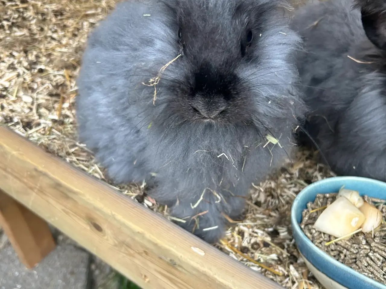 Billede 2 - Angora kaniner