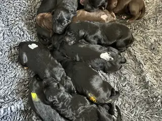 Berner/Labradoodle