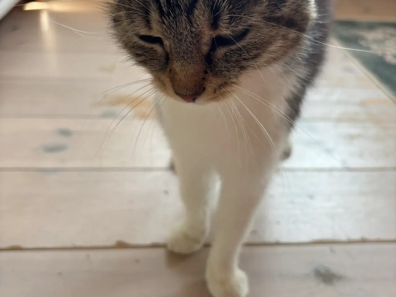 Billede 2 - Hunkat søger nyt hjem