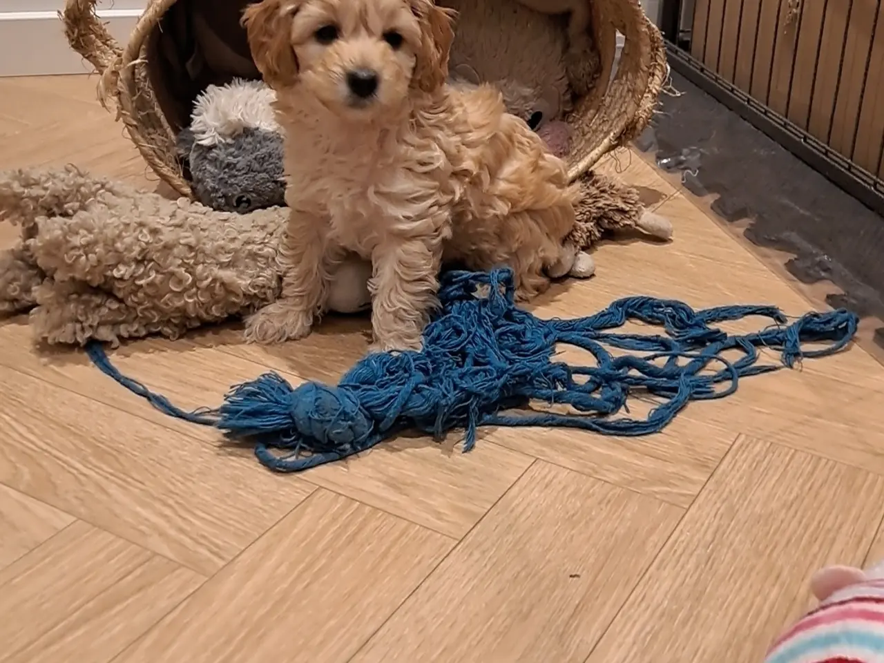 Billede 6 - Maltipoo hvalp puddel - maltipoo