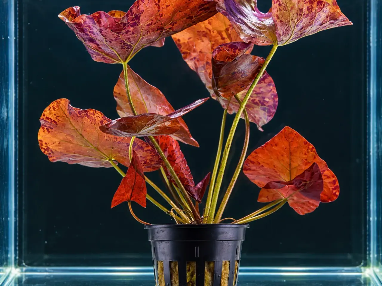 Billede 5 - Flotte akvarieplanter
