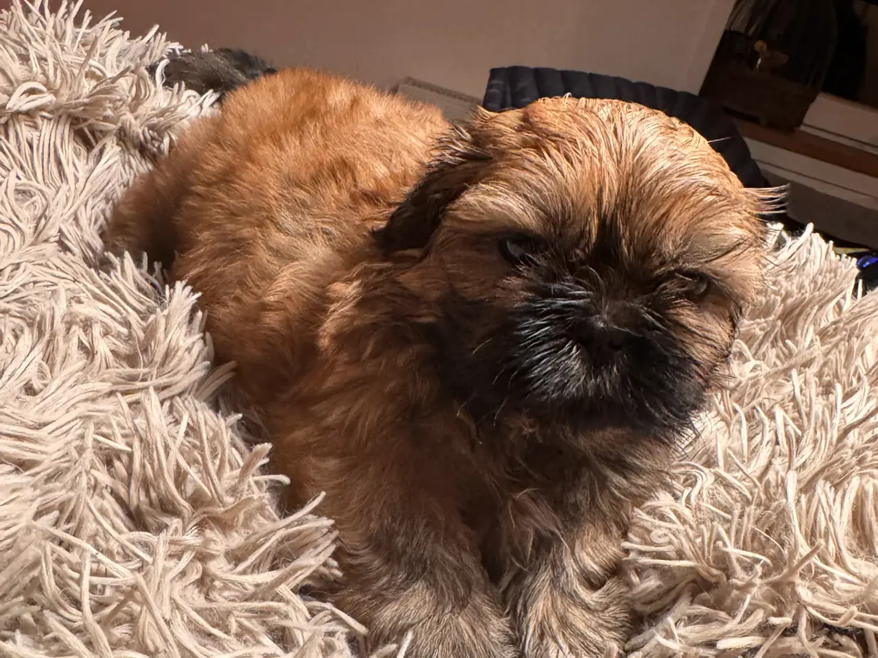 Billede 4 - Shih tzu hvalpe