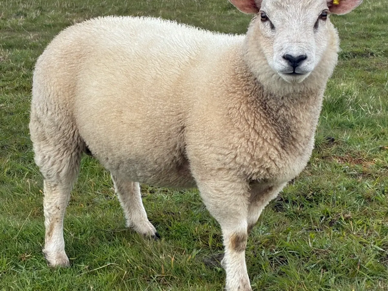 Billede 1 - Texel vædder lam