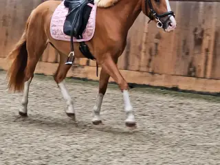Dansk sports pony blanding 