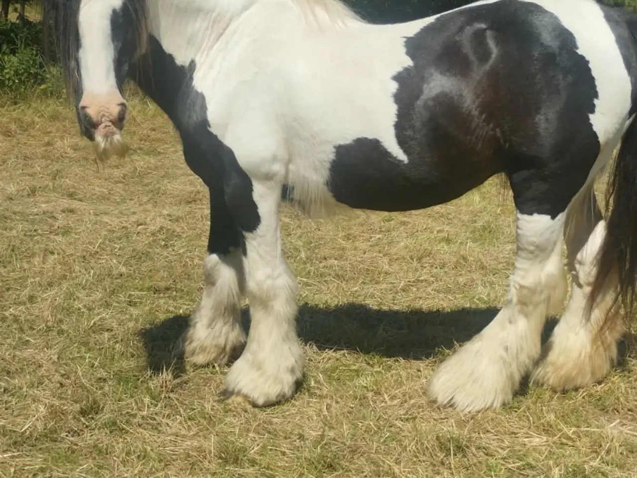 Billede 1 - Vallak kone hest