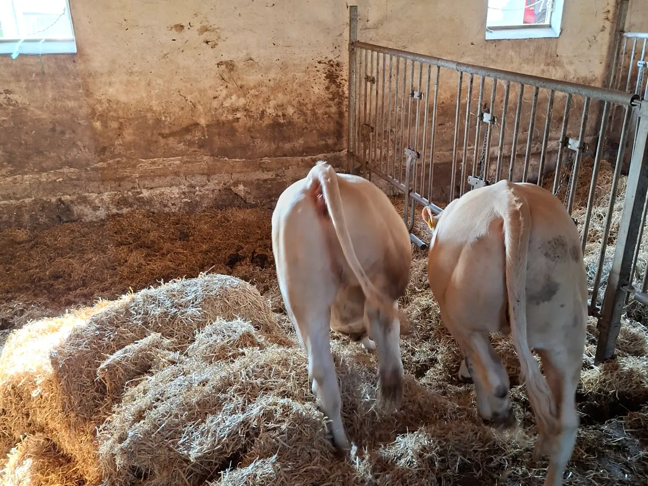 Billede 4 - 3 stk. flotte pollede blonde kvier