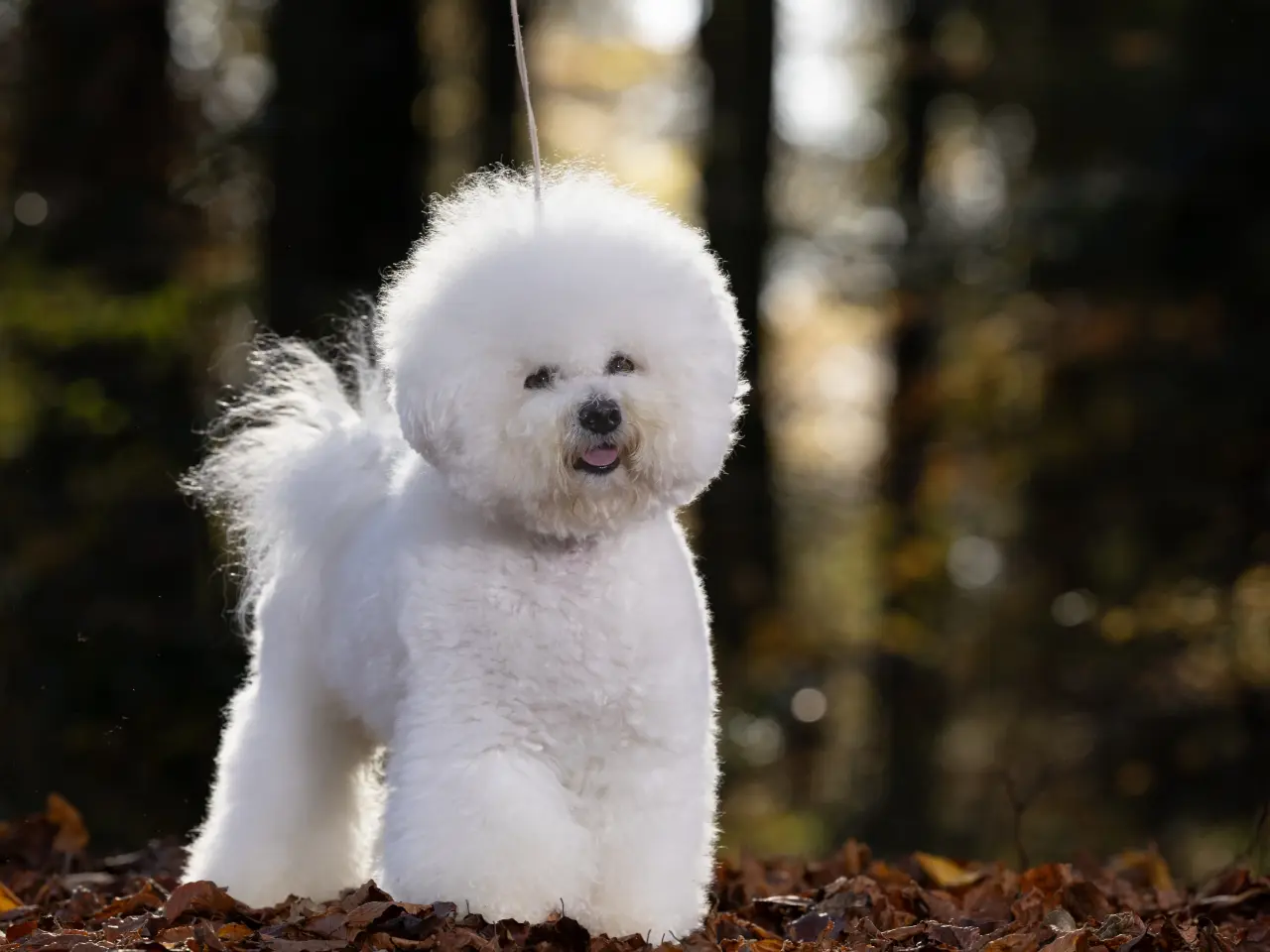 Billede 7 - Bichon Frise allergivenlige hvalpe