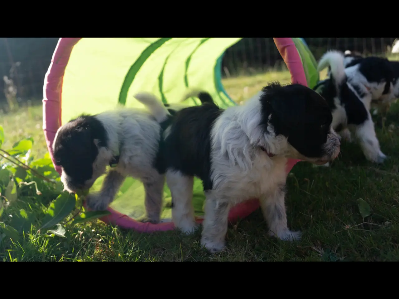 Billede 6 - Samojede/schapendoes hvalpe🐾
