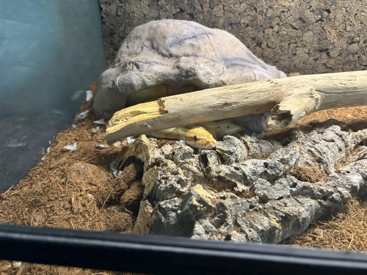 Billede 2 - Kongephyton banana edge clown 1.0