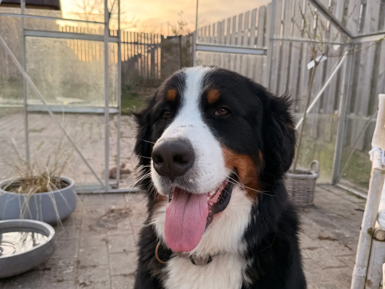 Billede 1 - Berner sennen han hund til parring