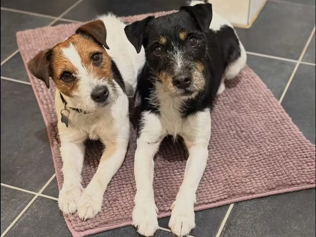 Billede 15 - Jack Russell Hvalpe sælges