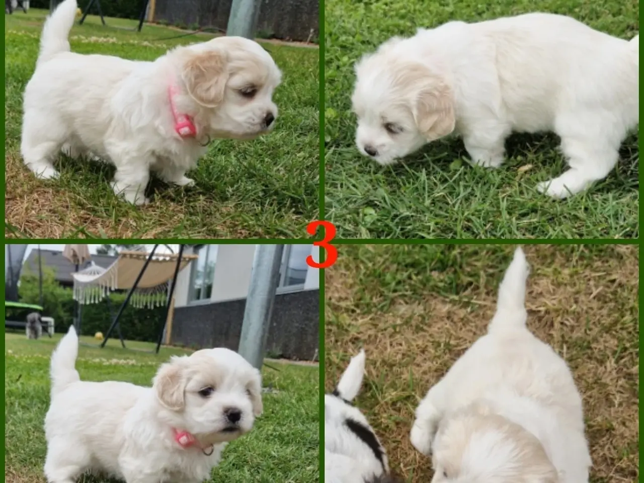 Billede 2 - Boomer hvalpe kun 1 dreng tilbage 