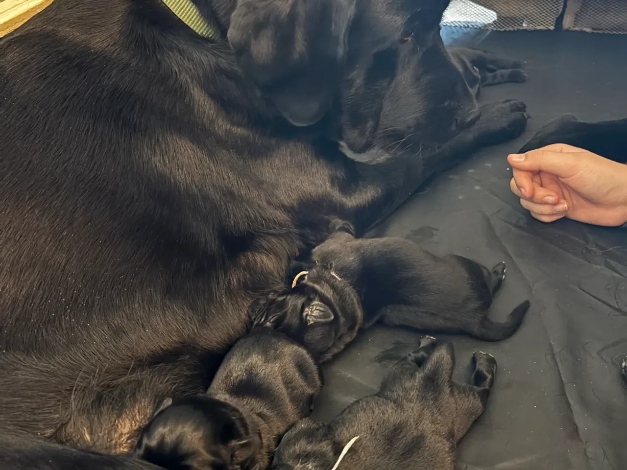 Billede 1 - Skønneste labrador hvalpe sælges