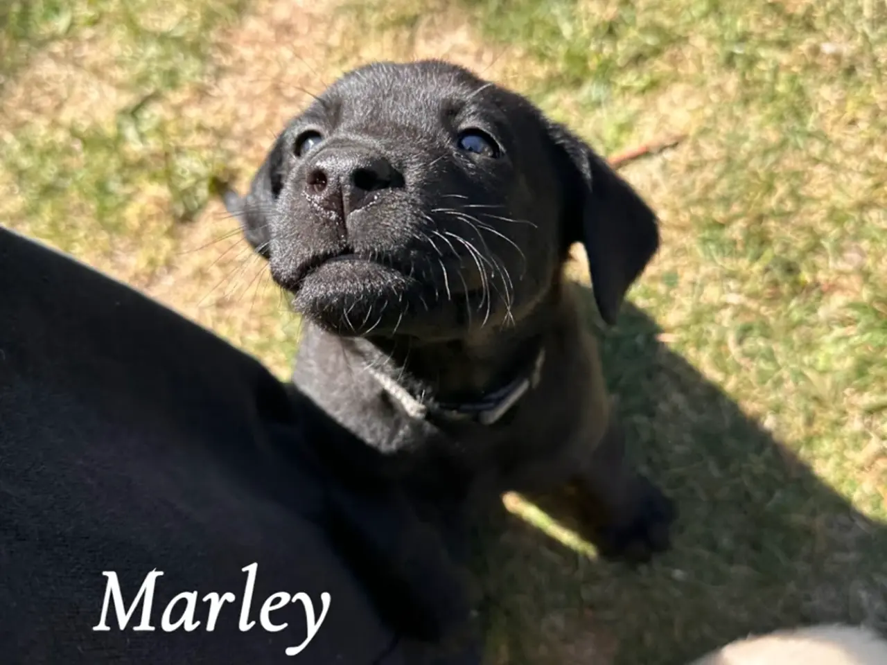 Billede 8 - Arlo og Marley🐶