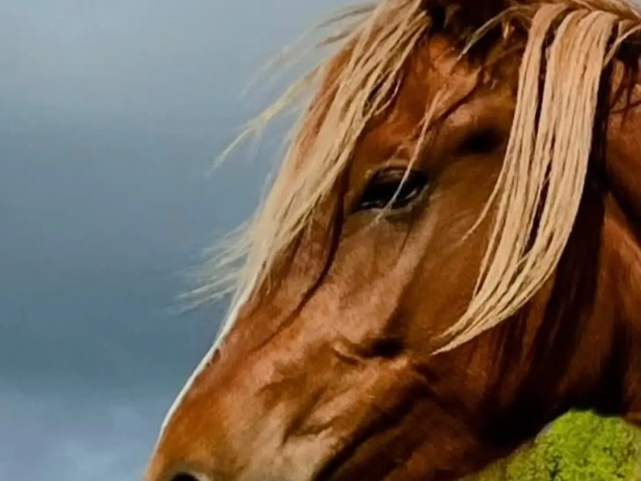 Billede 1 - Dansk sports pony