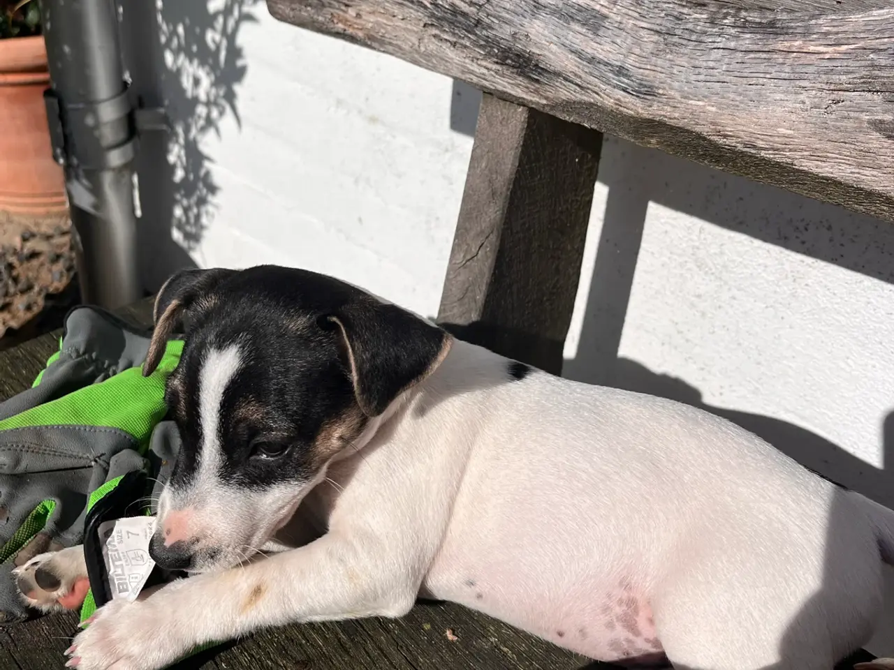 Billede 3 - Jack Russel hvalp