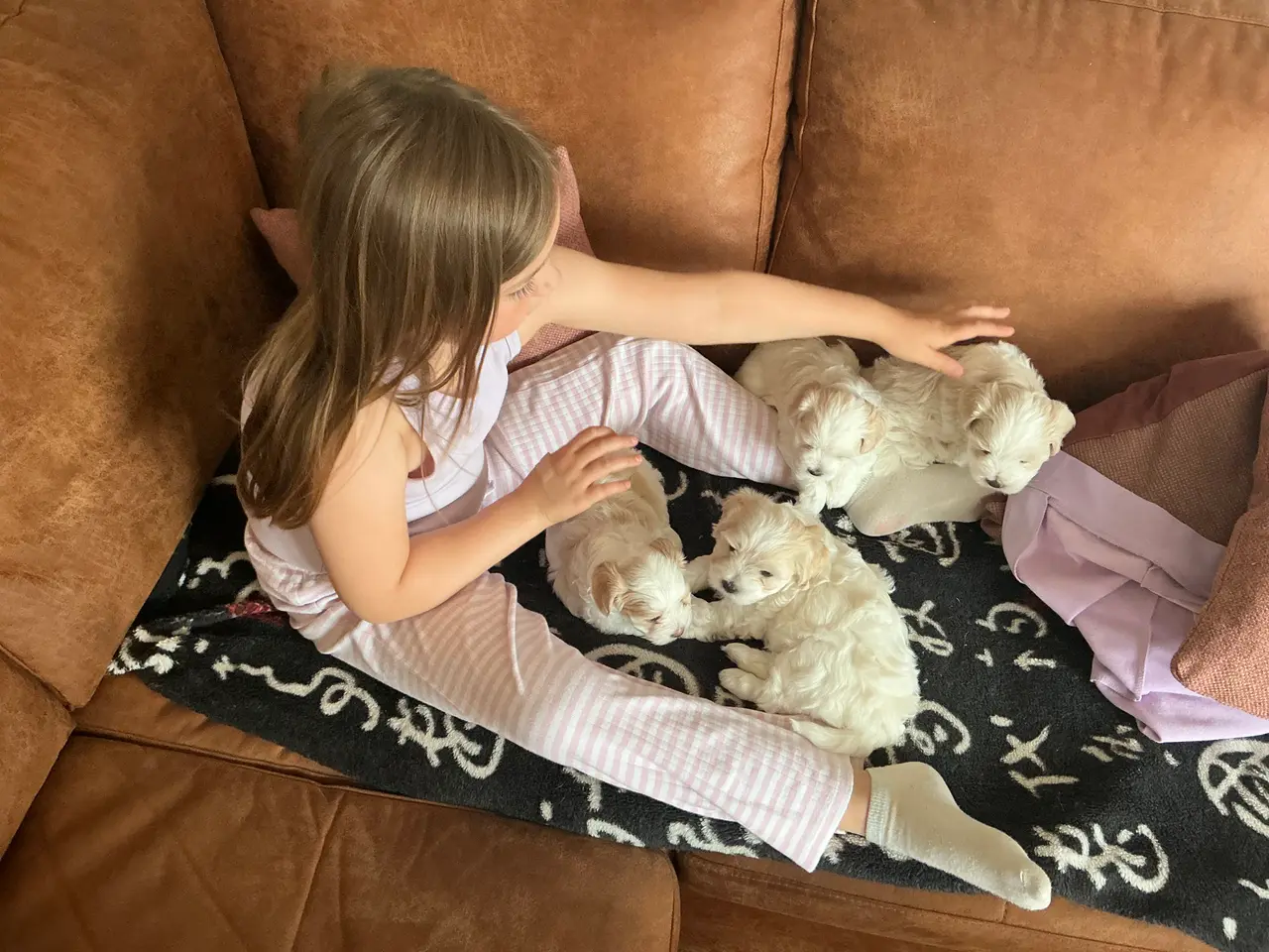 Billede 9 - Malteser/Maltipoo