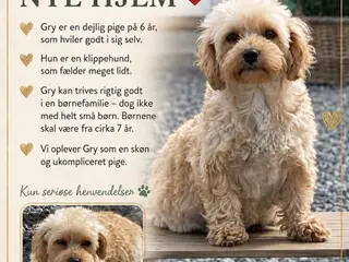 🐾 3 smukke voksne damer søger deres nye familier 