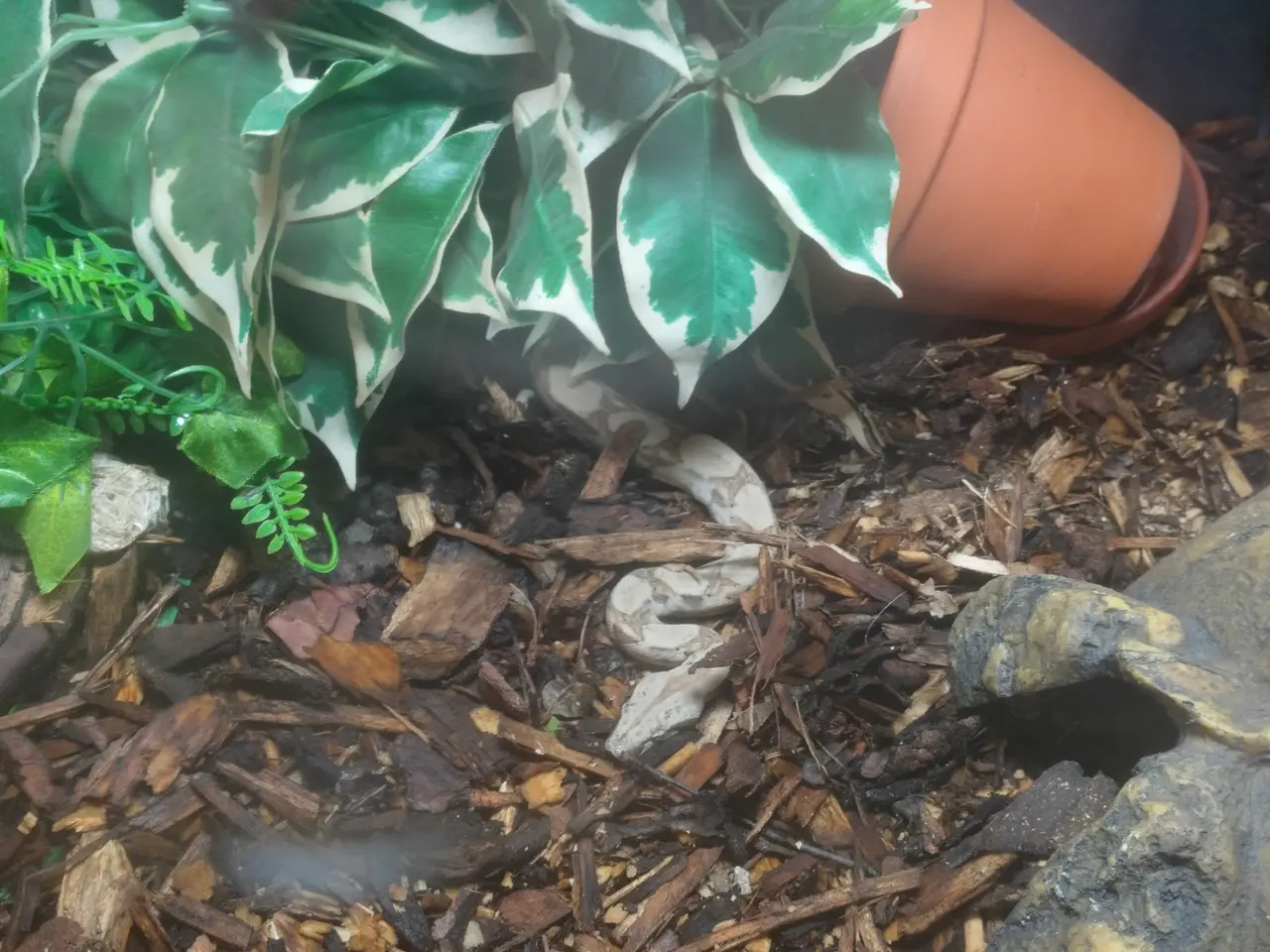 Billede 1 - Kongeboa med terrarium