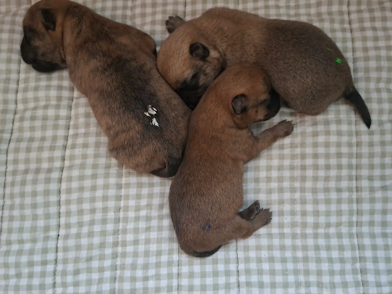 Billede 2 - 🐾 Carin Terrier hvalpe søger deres kommende fam.