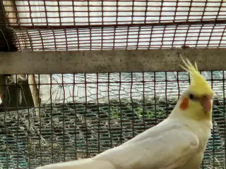Gule Nymfe Parakitter