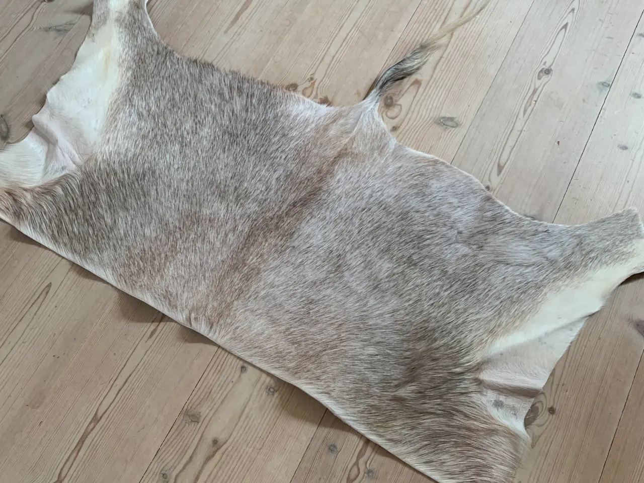 Billede 3 - Hvid Blesbuck bagskind