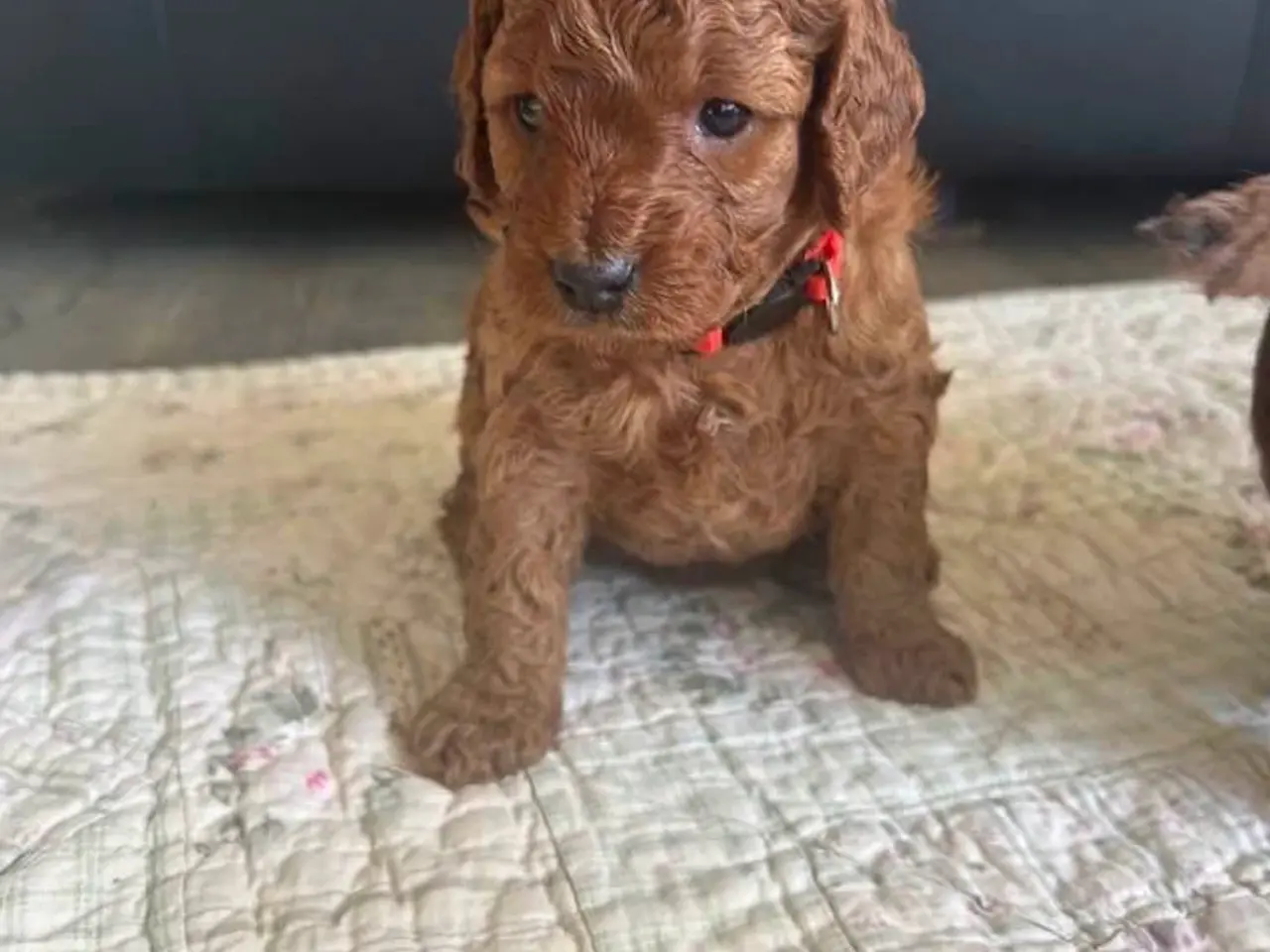 Billede 1 - Cockapoo pige sælges 5 uger 🧸🐶🌸