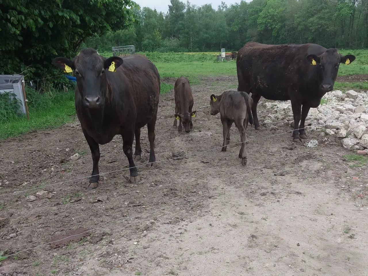 Billede 2 - Wagyu køer med kalve sælges.