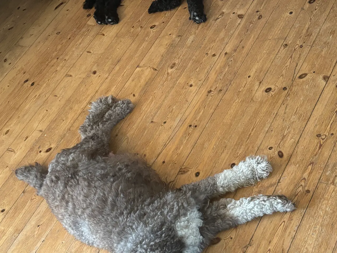 Billede 7 - Labradoodle hvalpe