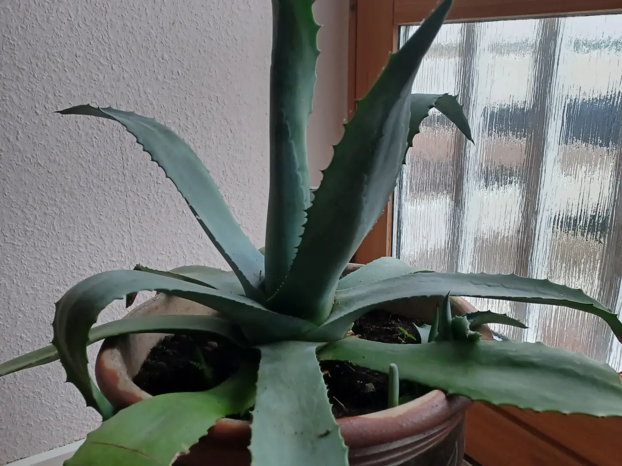 Billede 1 - Agave med potte