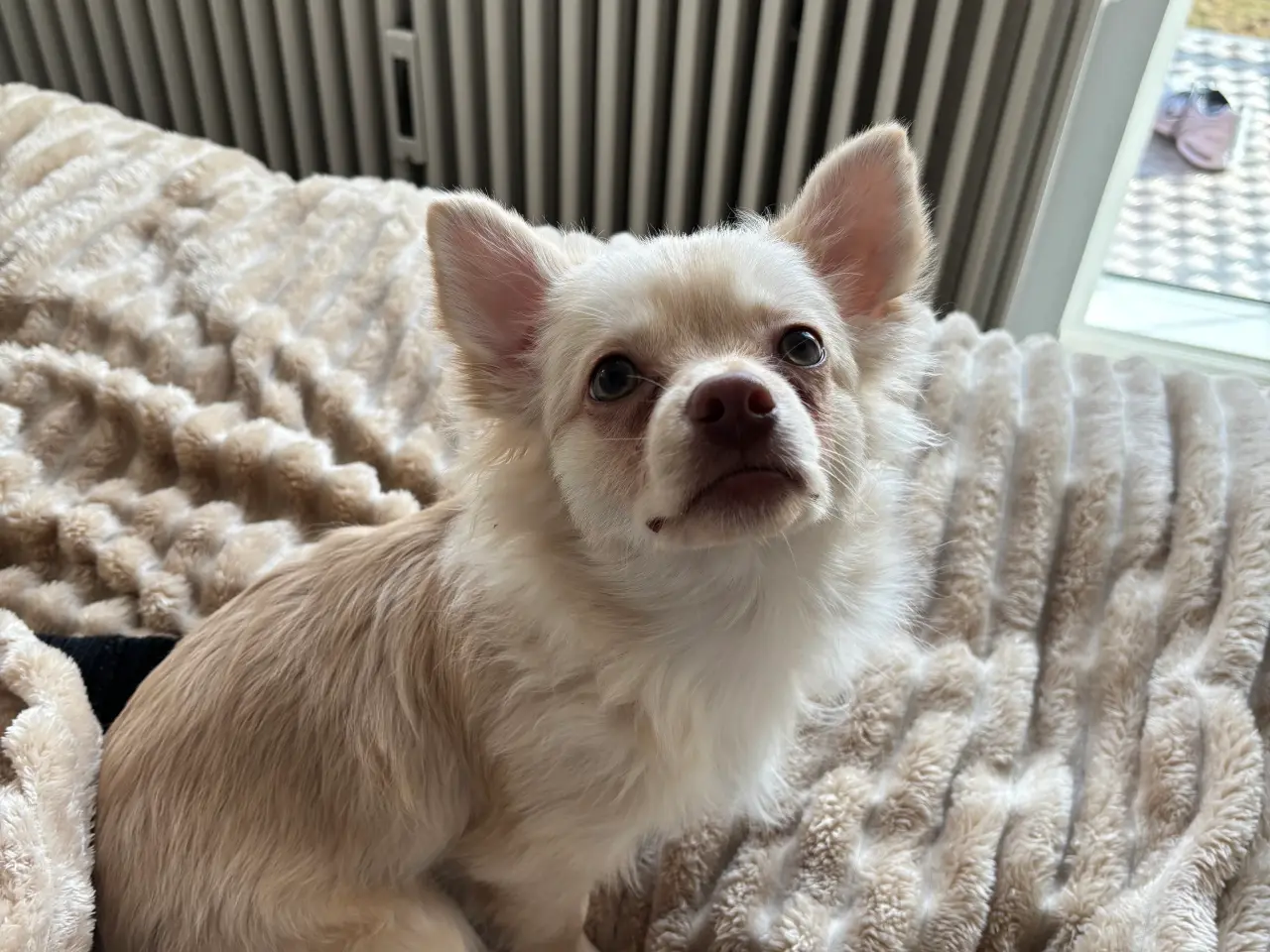 Billede 4 - Lang håret chihuahua 