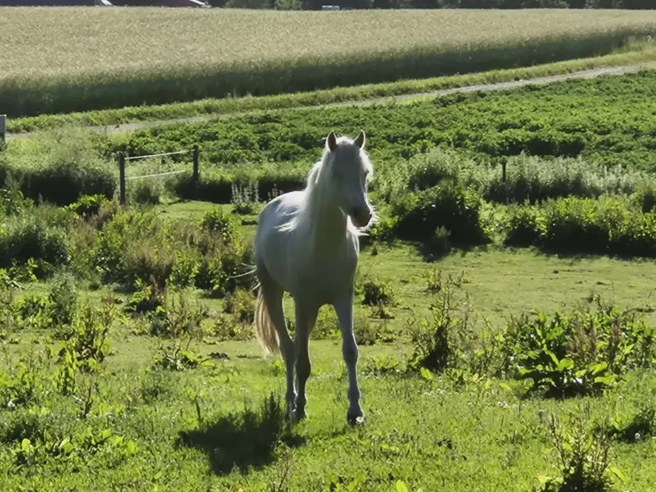 Billede 3 - 3 års welsh hingst