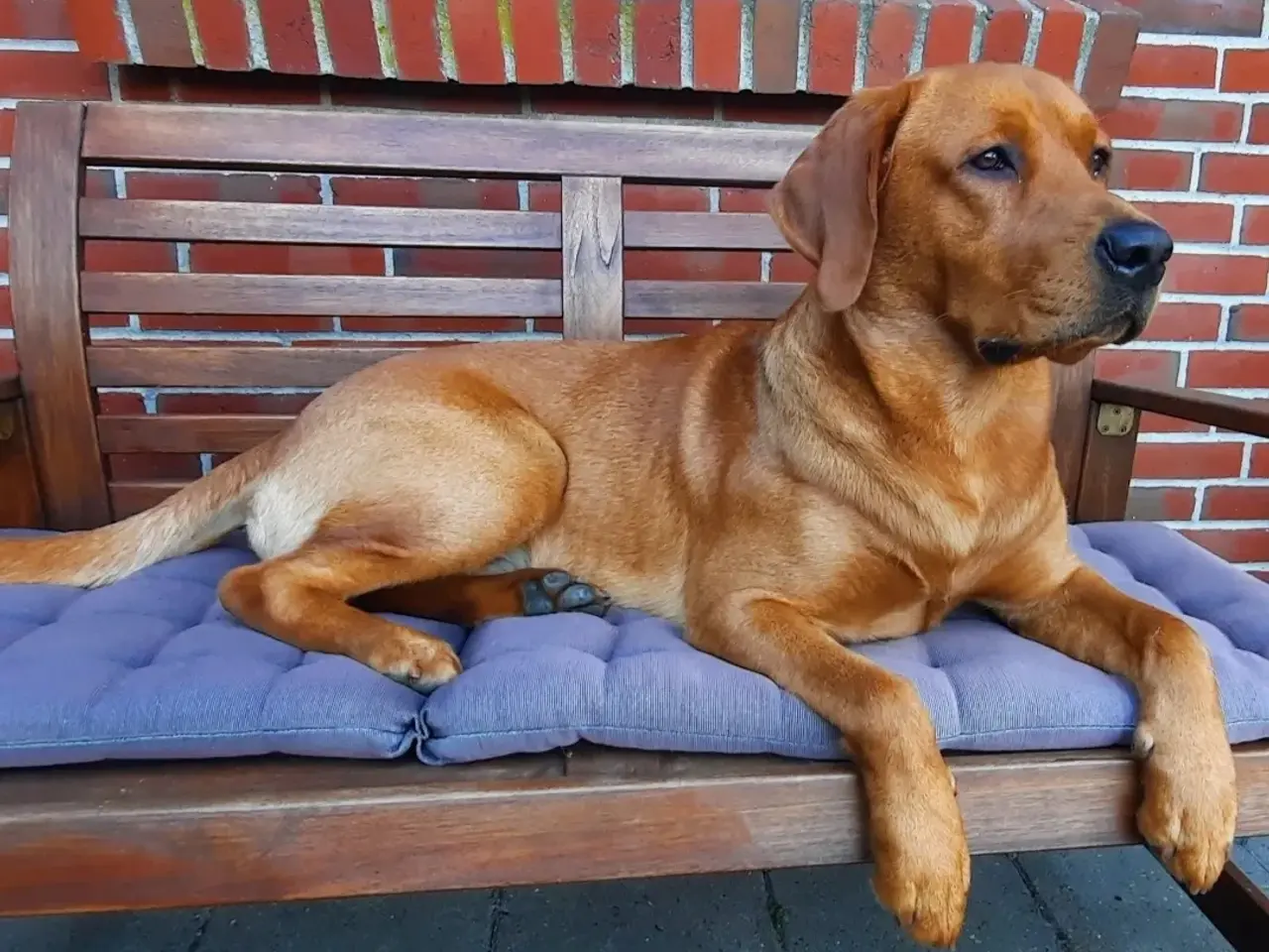 Billede 2 - Dexter tilbydes til parring