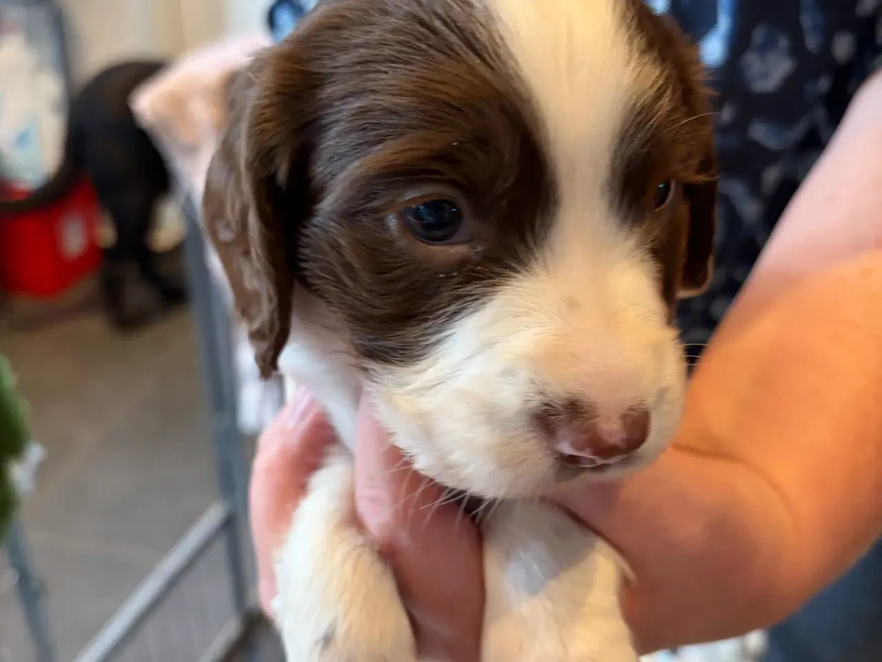 Billede 10 - Ft. Springer Spaniel hvalpe !