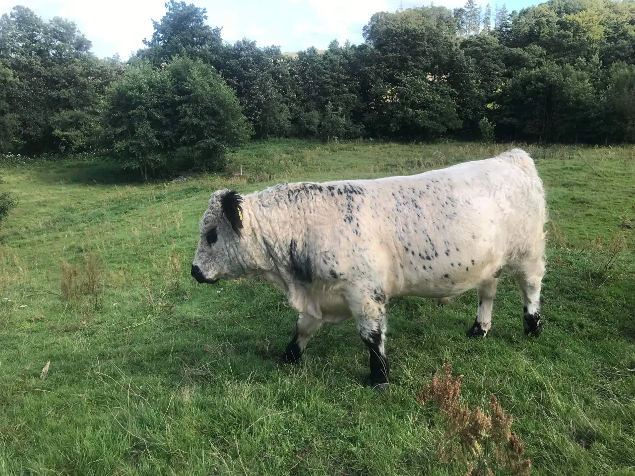 Billede 2 - Udlejes Rigtig fin hvid Galloway tyr