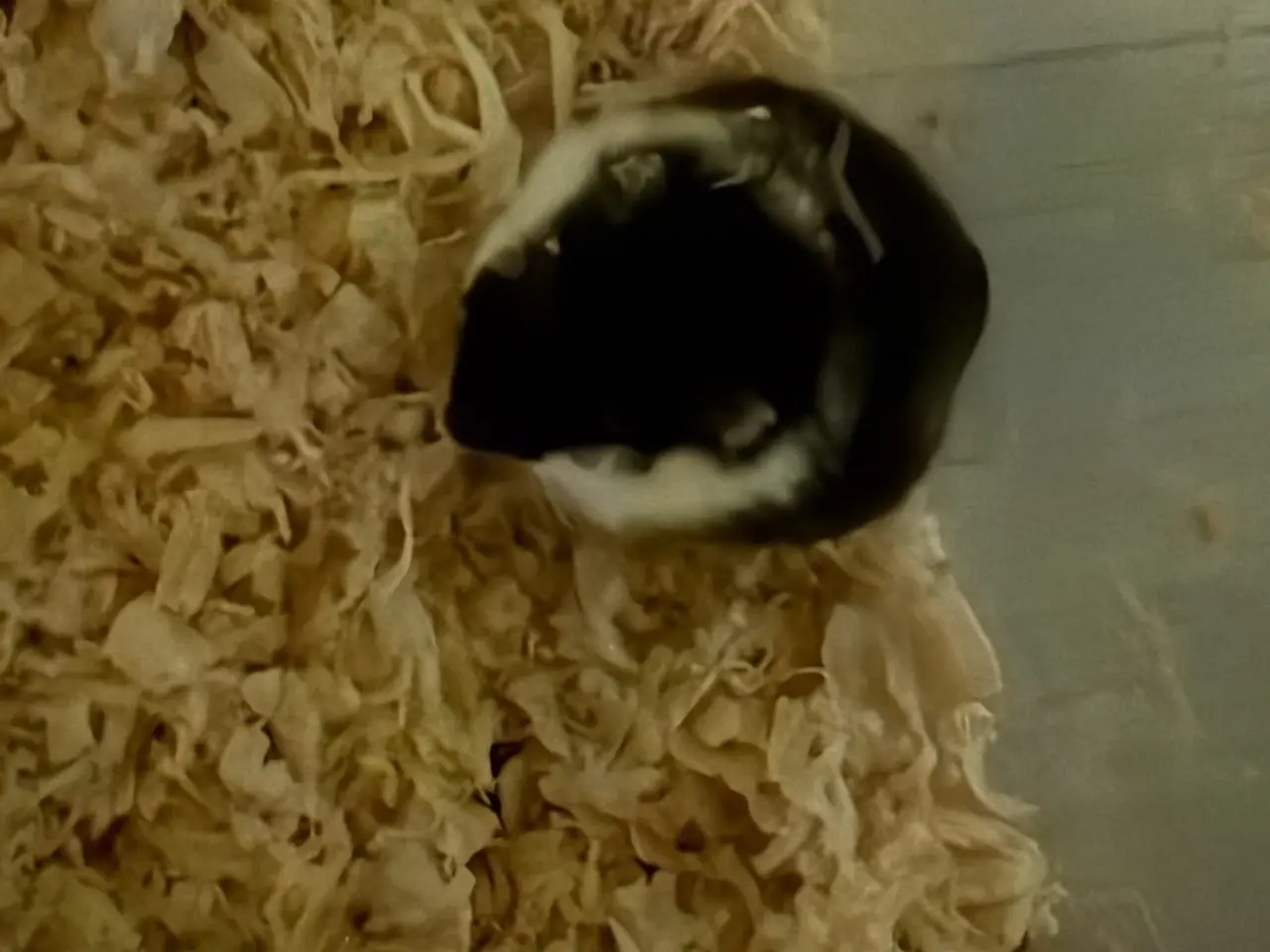 Billede 1 - Søde dværghamstere til salg 🐹