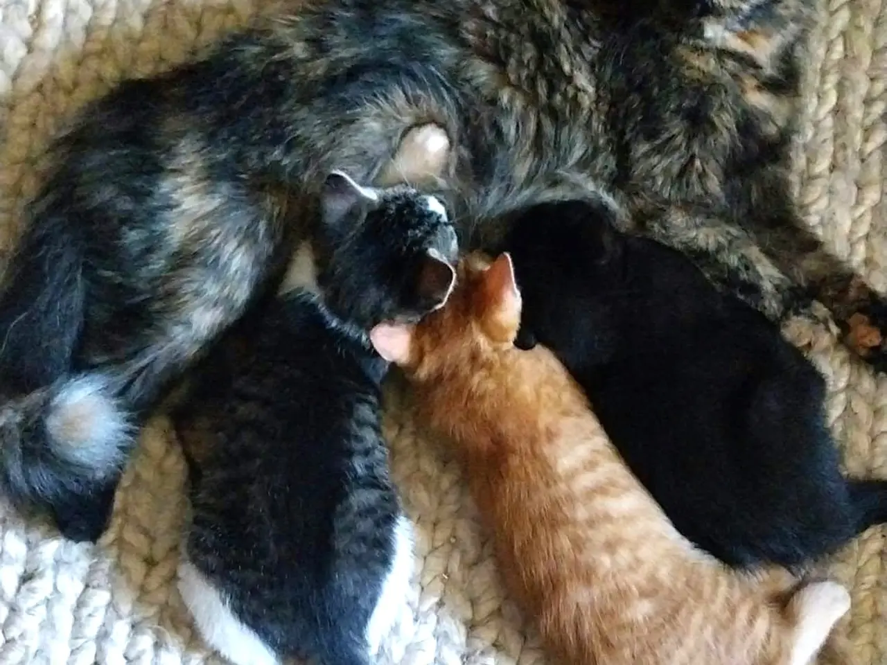 Billede 3 - Persian mix black kittens