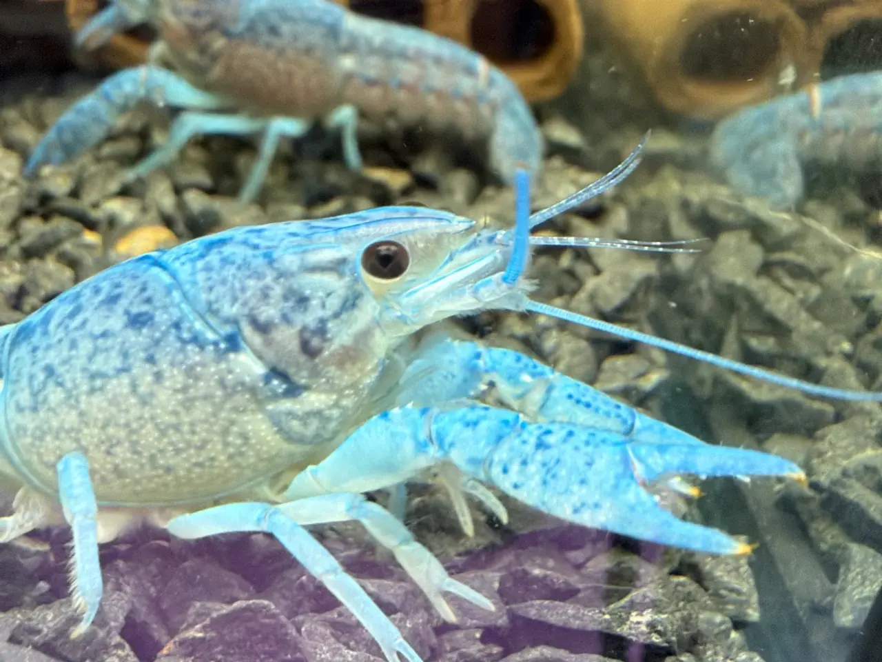Billede 14 - đ±Wow FLOTTE BlĂ„ Florida Krebs Procambarus alleni