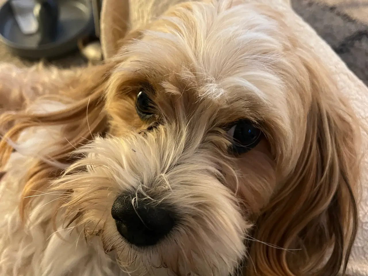 Billede 3 - Bichon Havanais hanhund med DKK-stamtavle