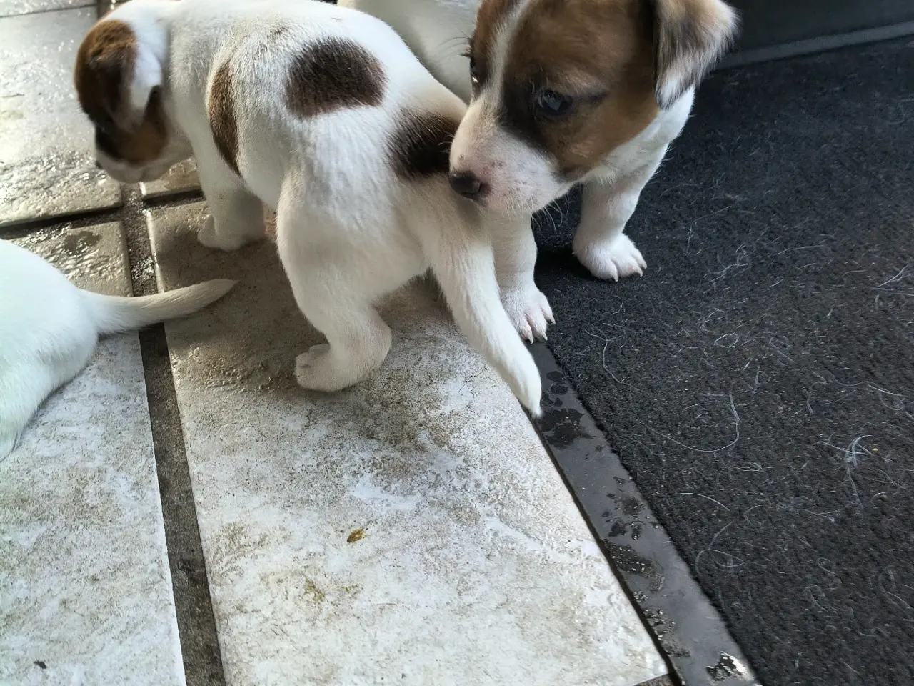 Billede 14 - Lækker Jack Russell Terrier hvalpe 