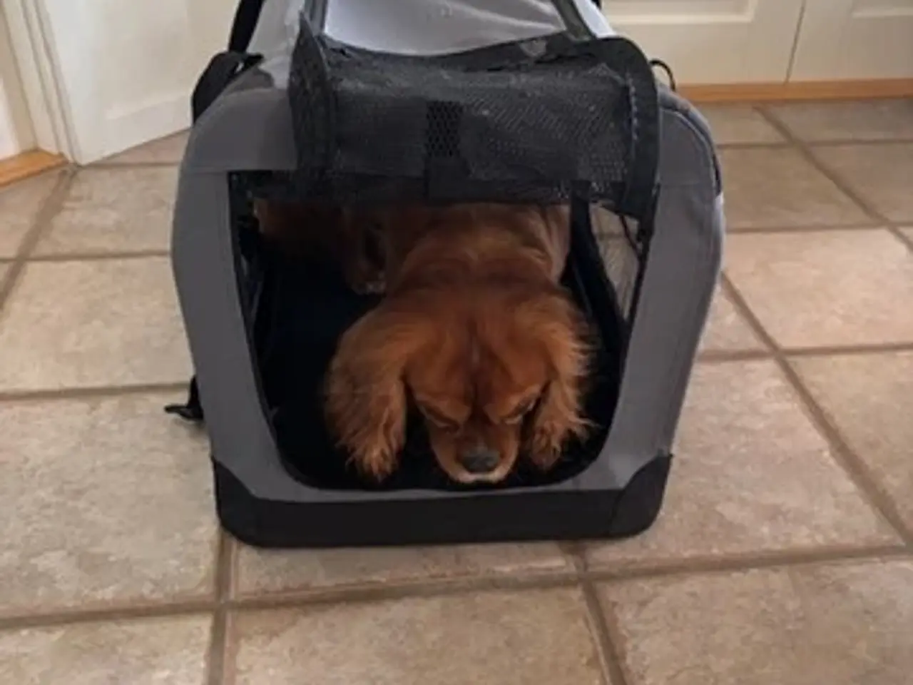 Billede 5 - Hunde Transporttaske