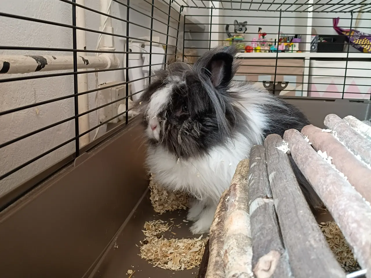 Billede 2 - Oreo søger ny familie