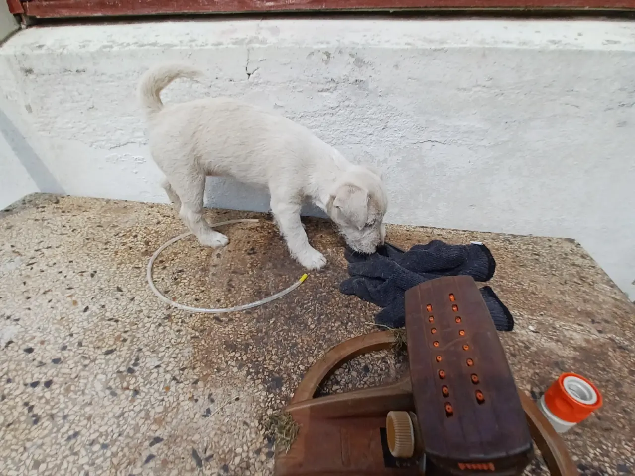 Billede 1 - Skønne Jack Russel hvalpe